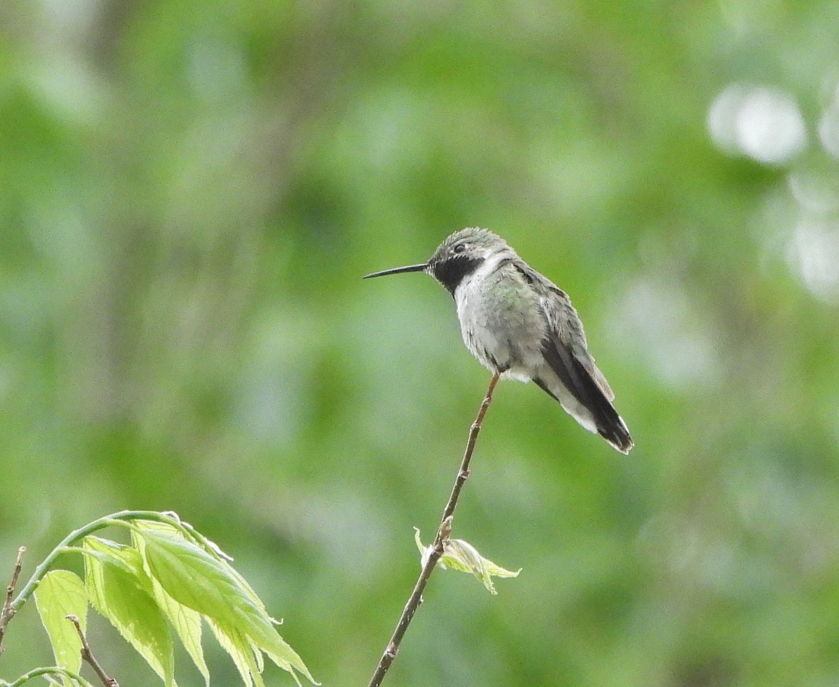 Broad-tailed Hummingbird - Stephen Feldman