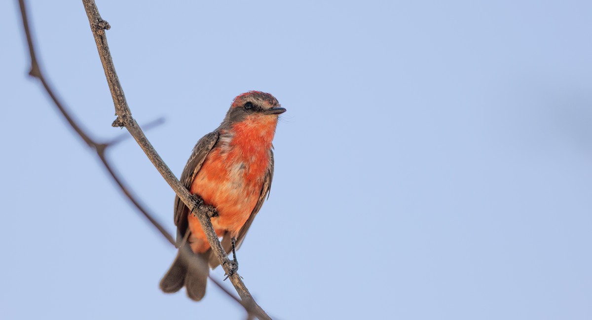 Vermilion Flycatcher - Michael Sadat