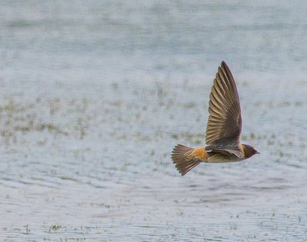 Cliff Swallow - ML619471721