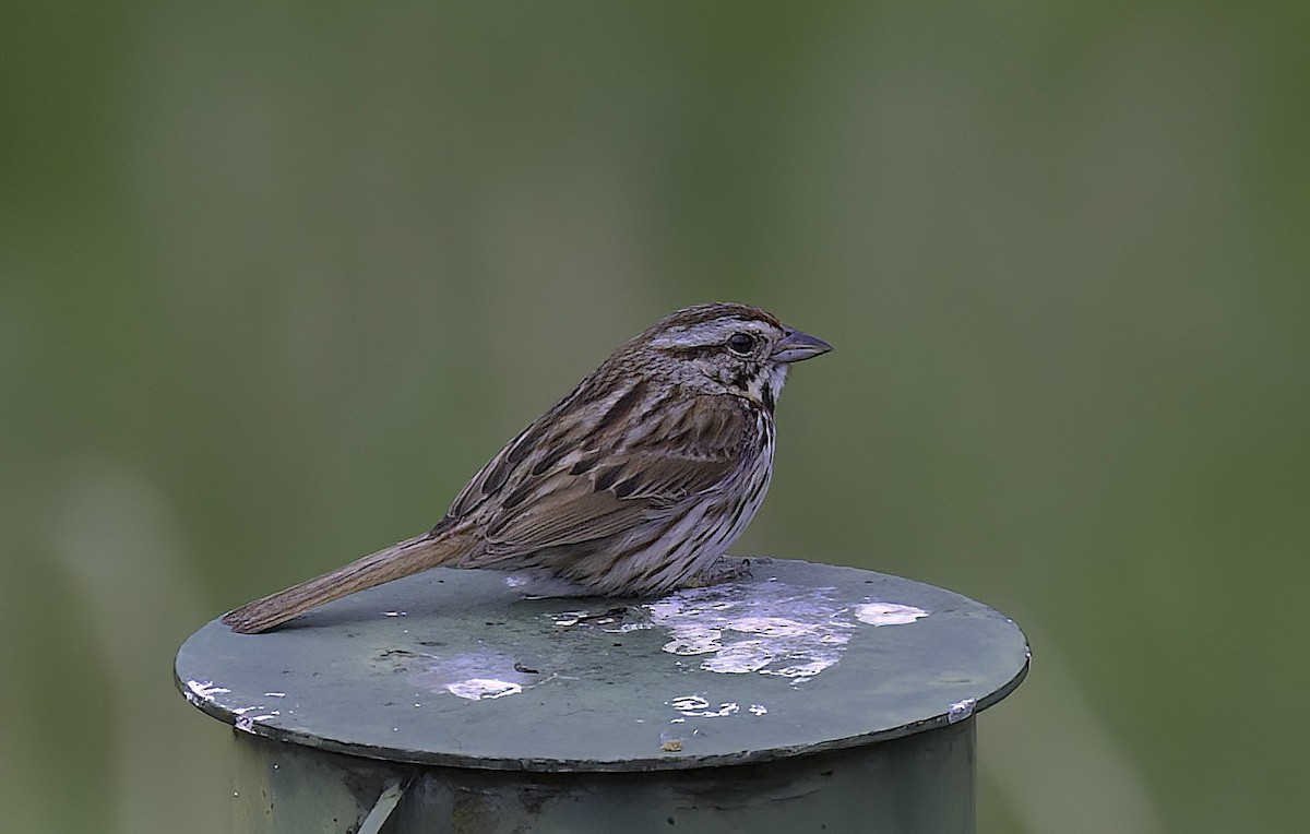 Chipping Sparrow - Mandy Talpas -Hawaii Bird Tours