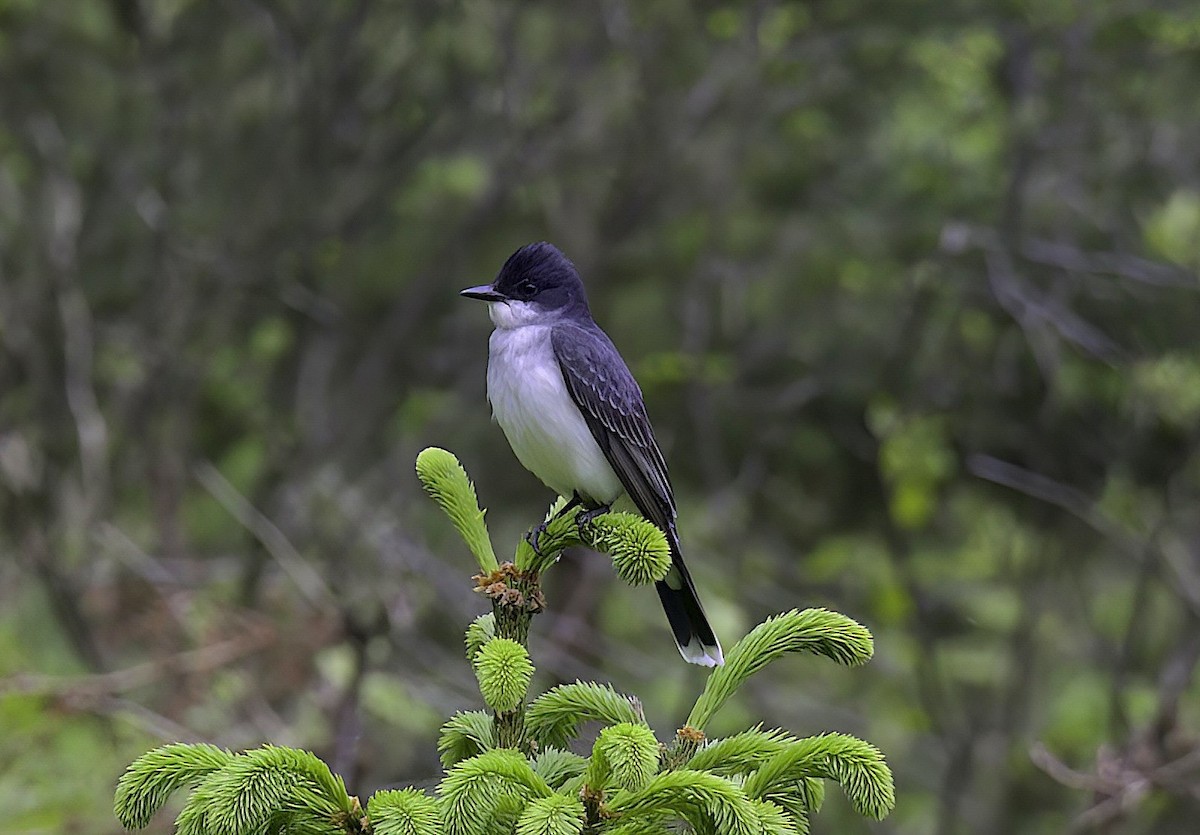 Eastern Kingbird - Mandy Talpas -Hawaii Bird Tours