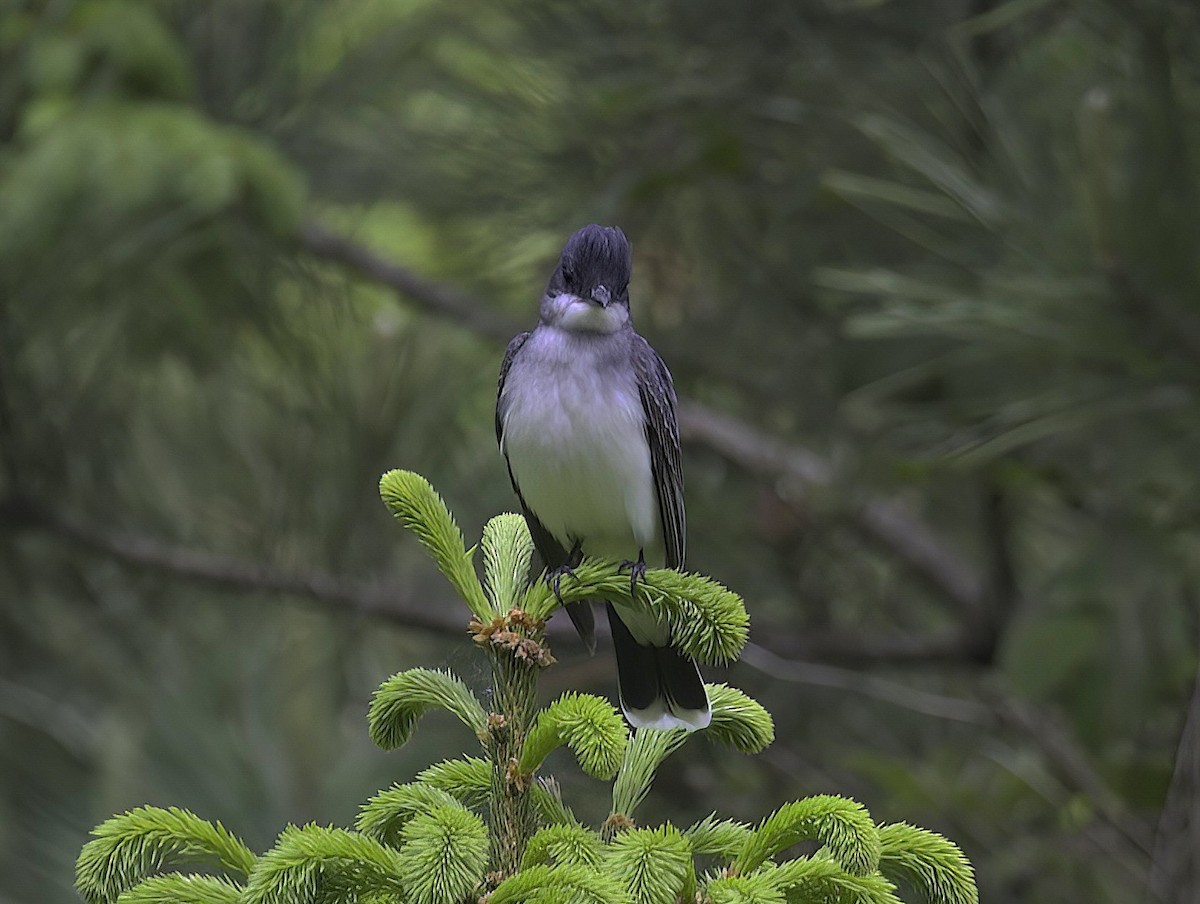 Eastern Kingbird - ML619471732