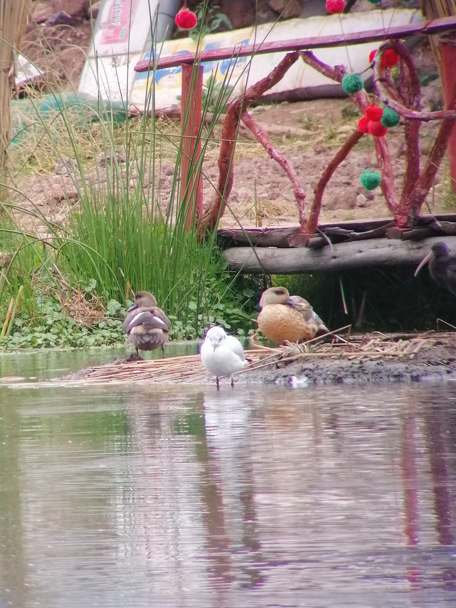 Crested Duck - Pierina A. Bermejo