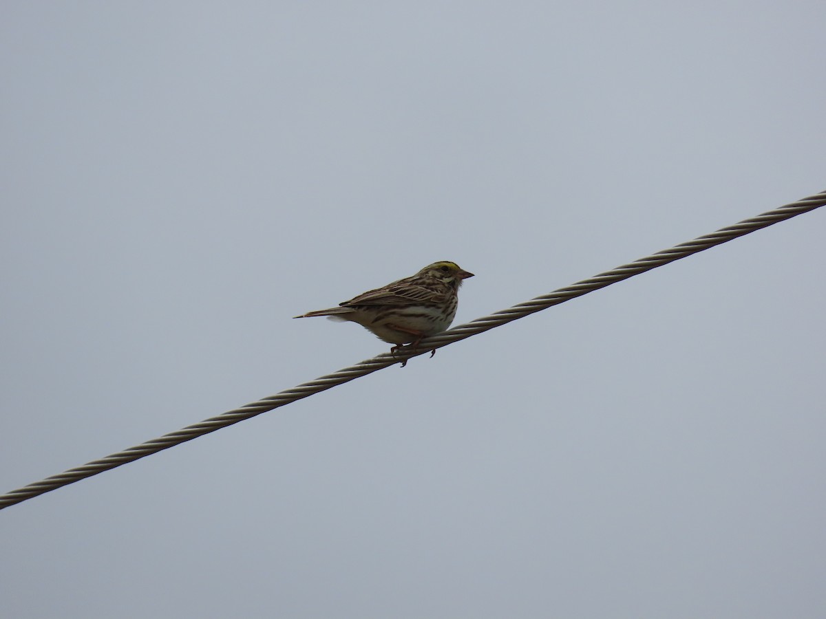 Savannah Sparrow - Aaron Pietsch