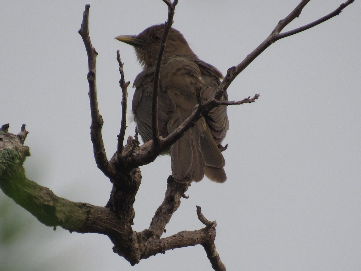 Clay-colored Thrush - Erika Calderón Jiménez