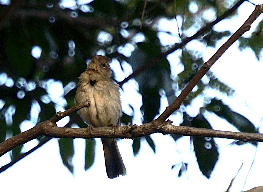 Pileated Finch - Patrícia Hanate