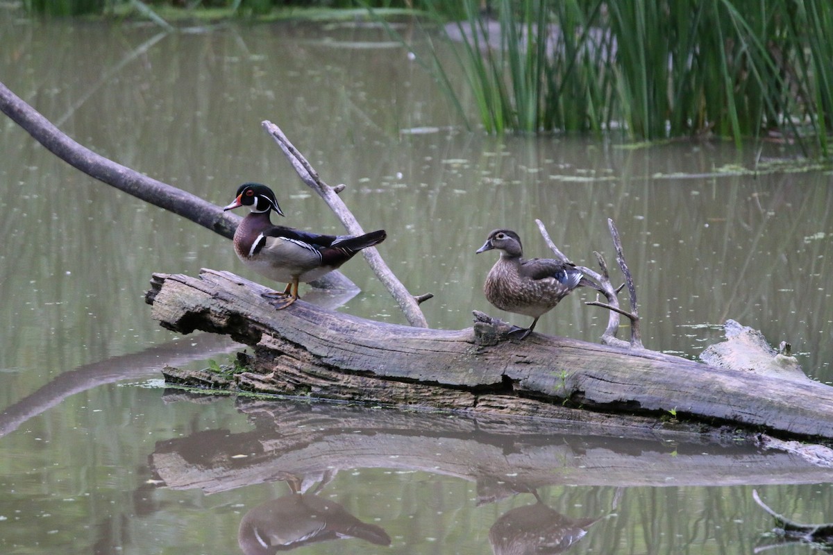 Wood Duck - Keegan Brown