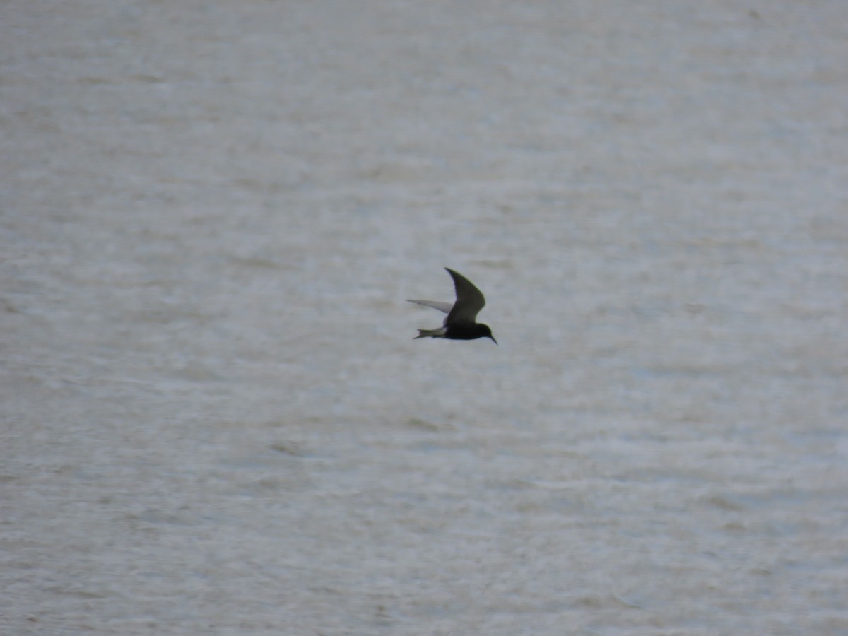 Black Tern - Aaron Pietsch