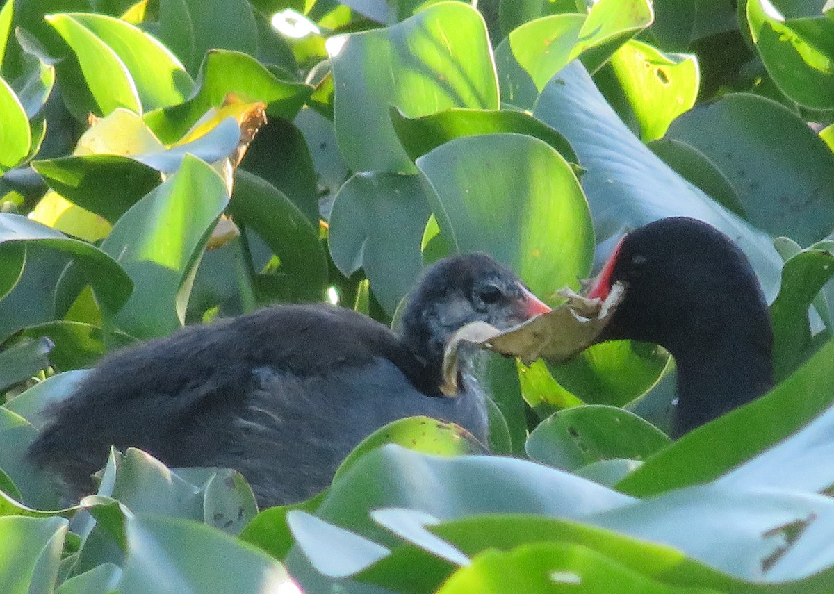 Common Gallinule - Jay Kauffman