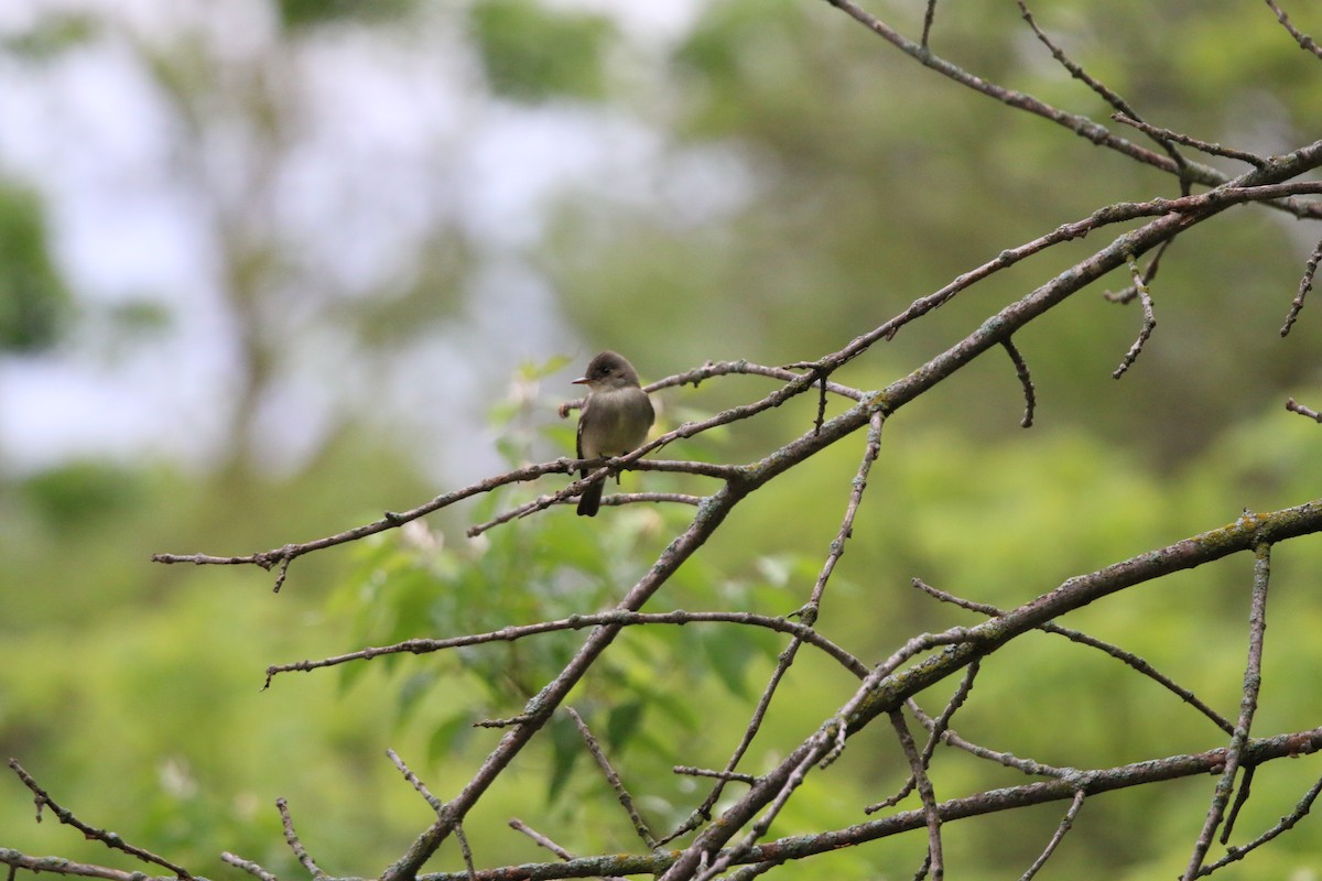 Eastern Wood-Pewee - Keegan Brown