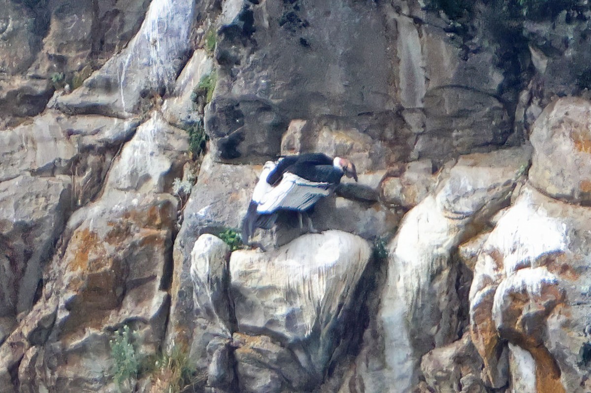Andean Condor - Jim Sculatti