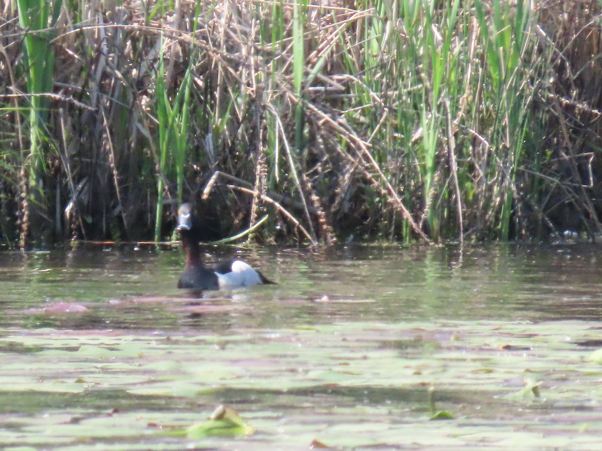 Ring-necked Duck - Maryse Lessard