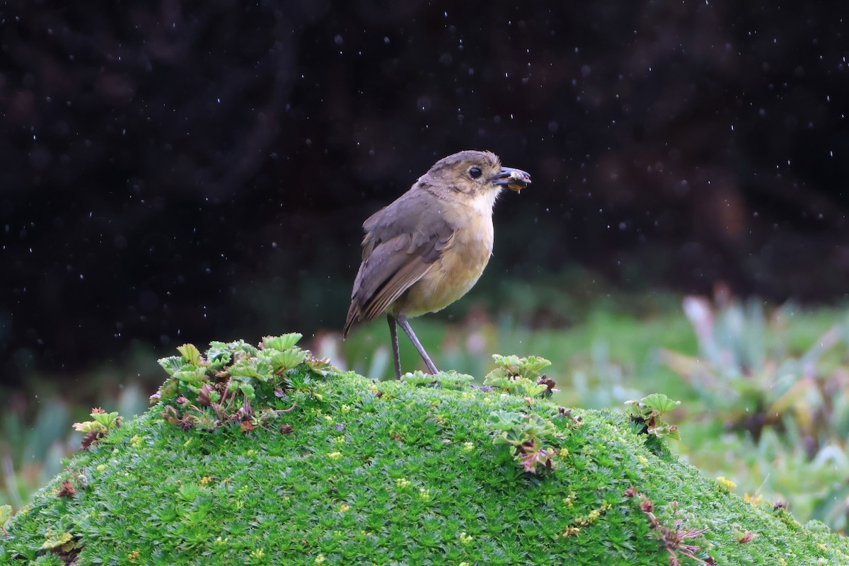 Tawny Antpitta - Jim Sculatti