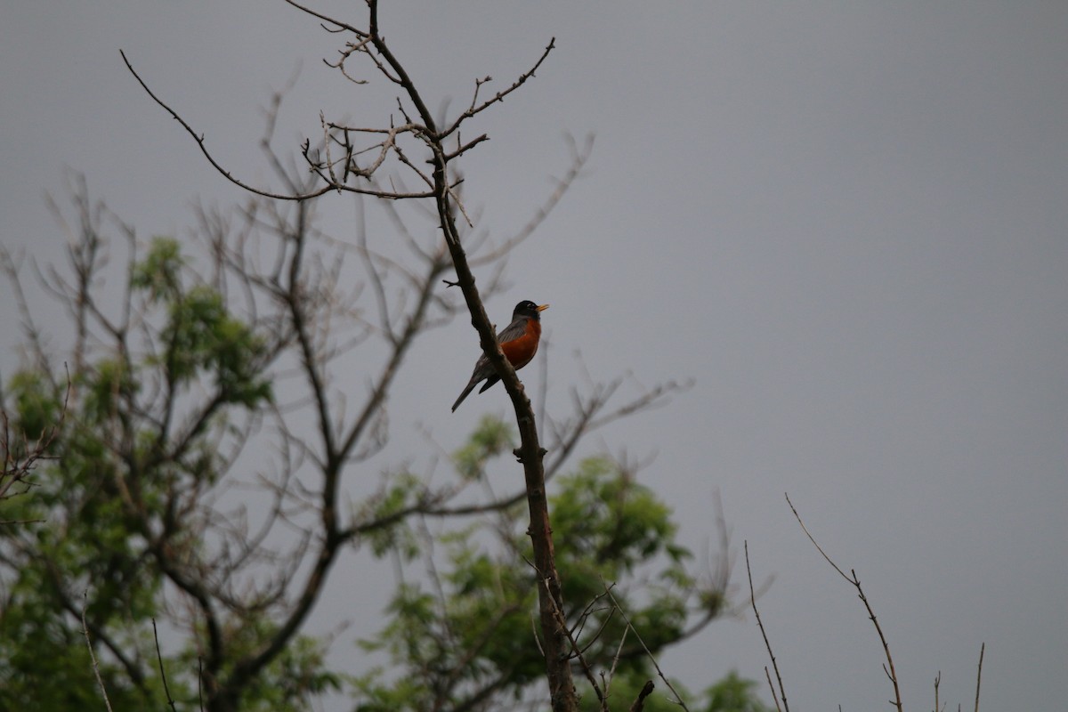 American Robin - Keegan Brown