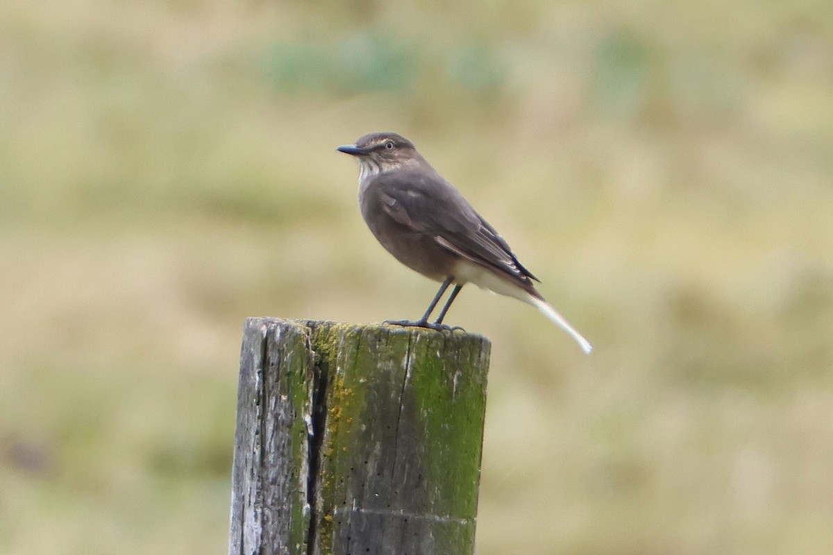 Black-billed Shrike-Tyrant - ML619471777