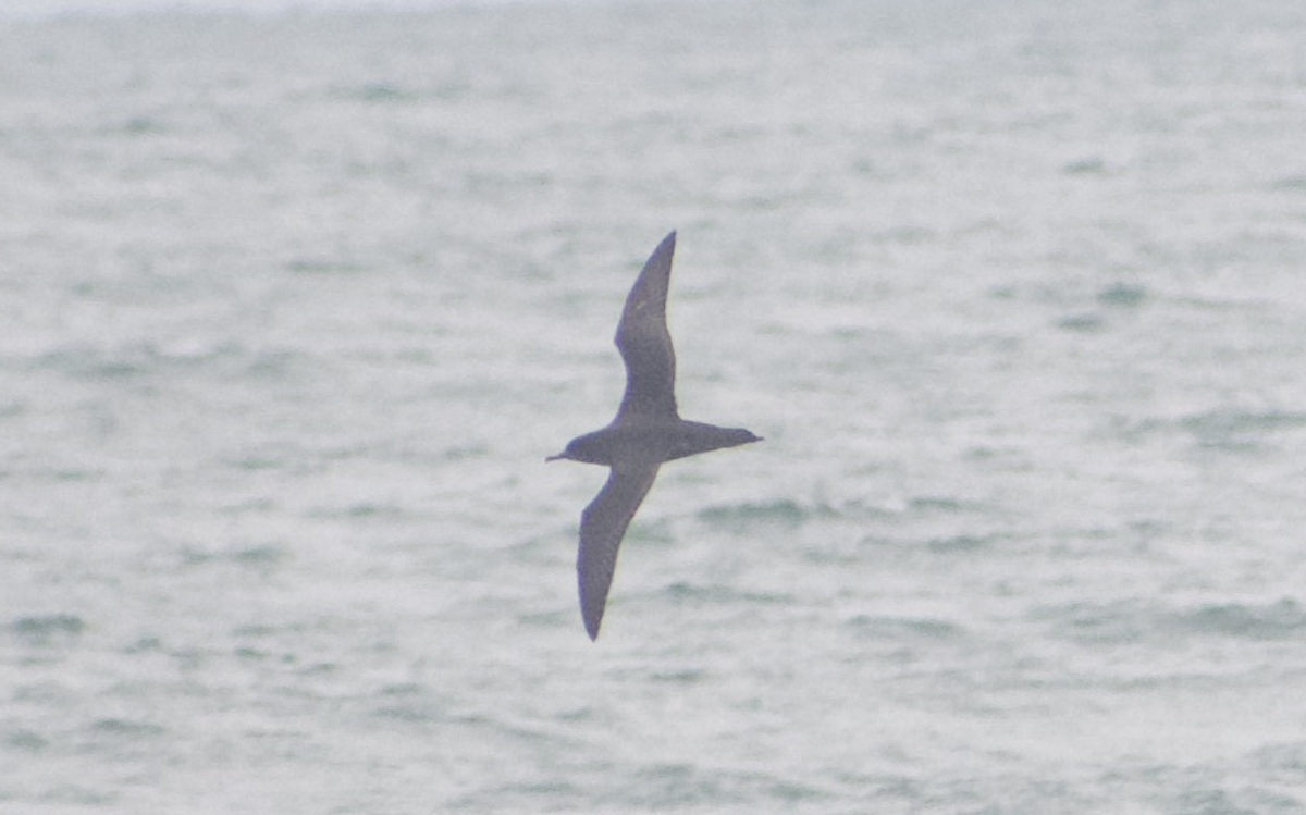 Sooty Shearwater - Andy McGeoch 🦆