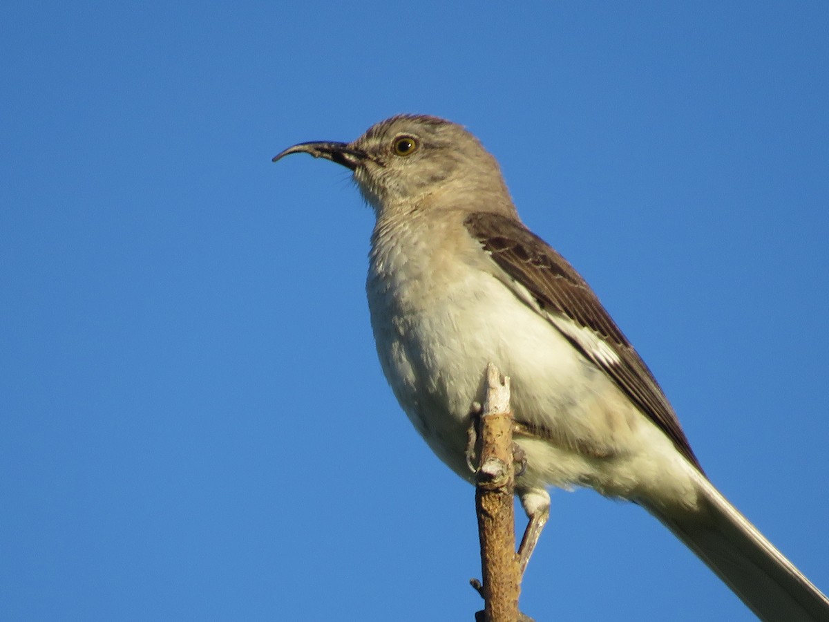 Northern Mockingbird - Jay Kauffman