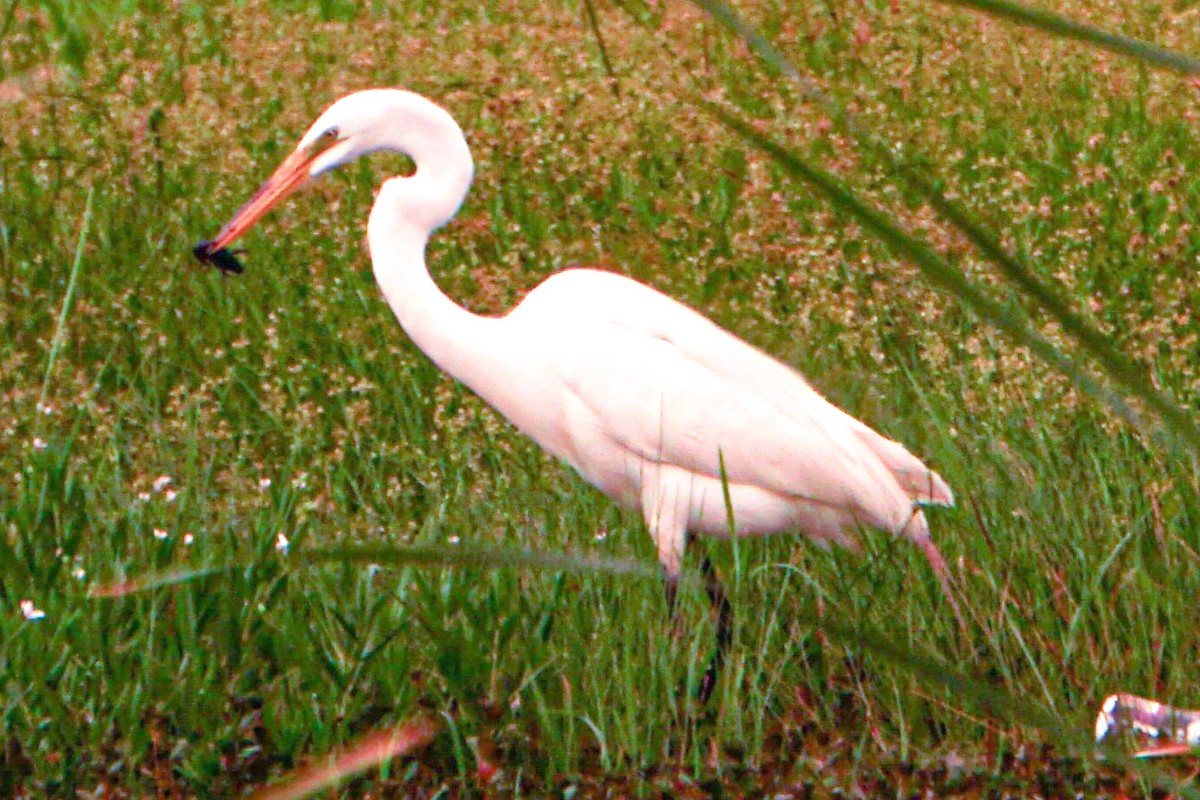 Great Egret - Drake Thomas