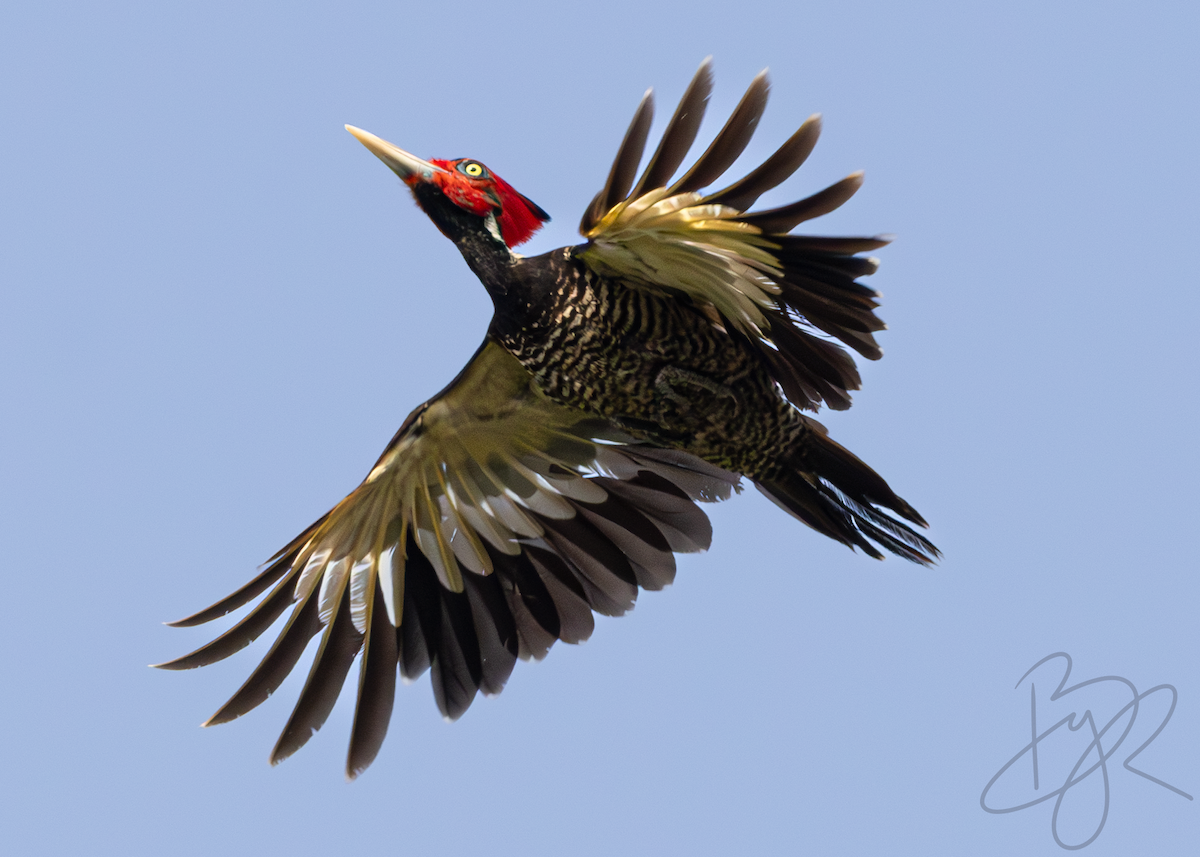 Pale-billed Woodpecker - Brayan Martínez