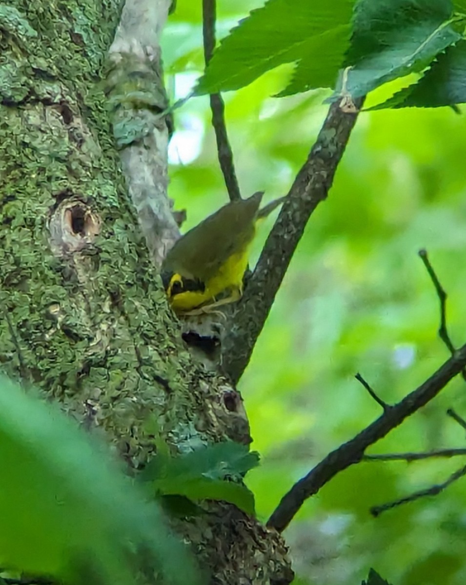 Kentucky Warbler - Jack N