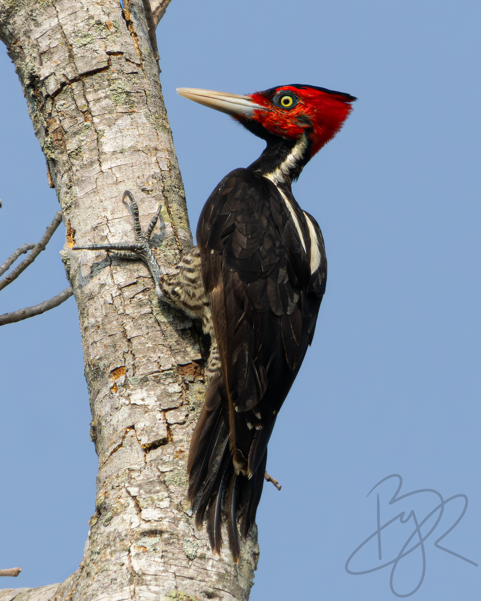 Pale-billed Woodpecker - Brayan Martínez