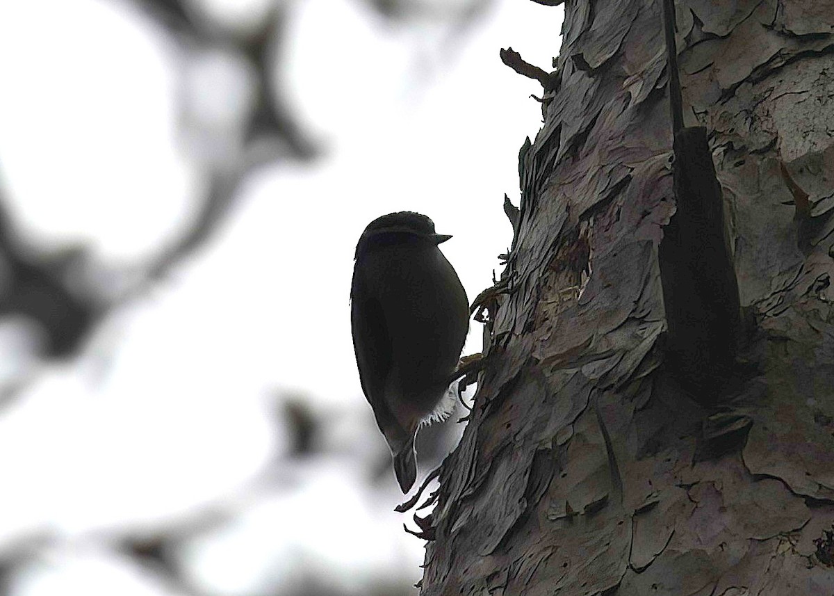 Red-breasted Nuthatch - ML619471799