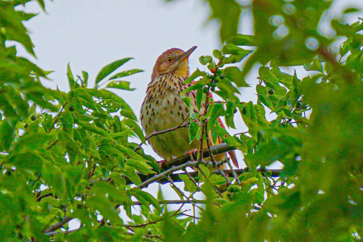 Brown Thrasher - Drake Thomas