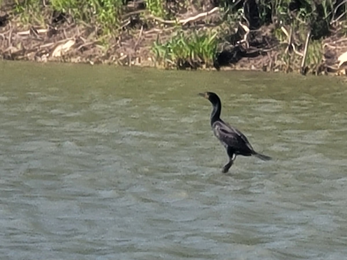 Double-crested Cormorant - Charlotte Farrell