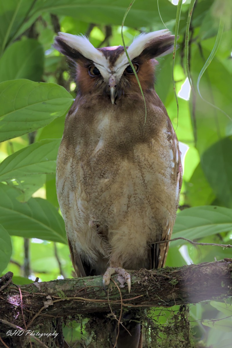 Crested Owl - Hugues Debeyser