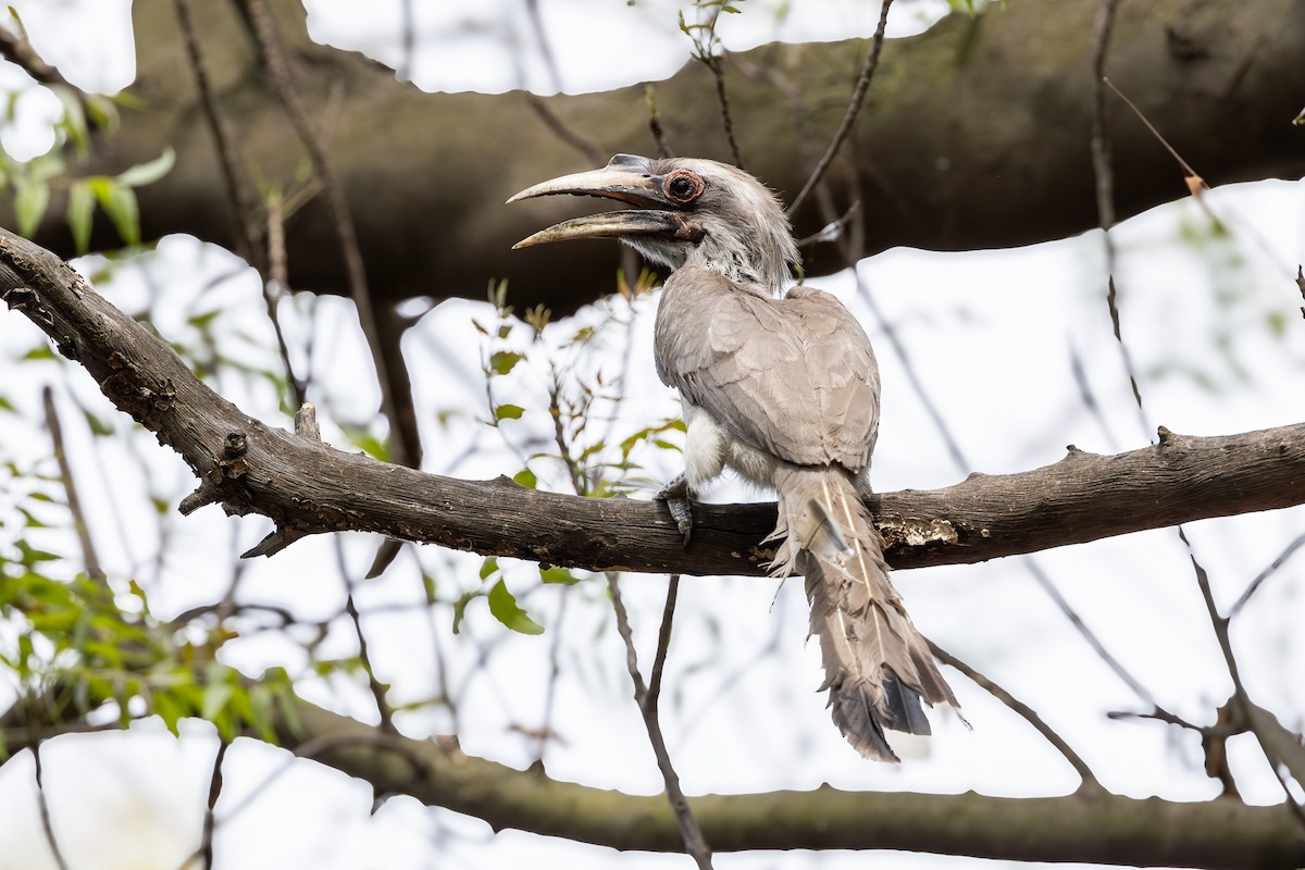 Indian Gray Hornbill - Otto Samwald