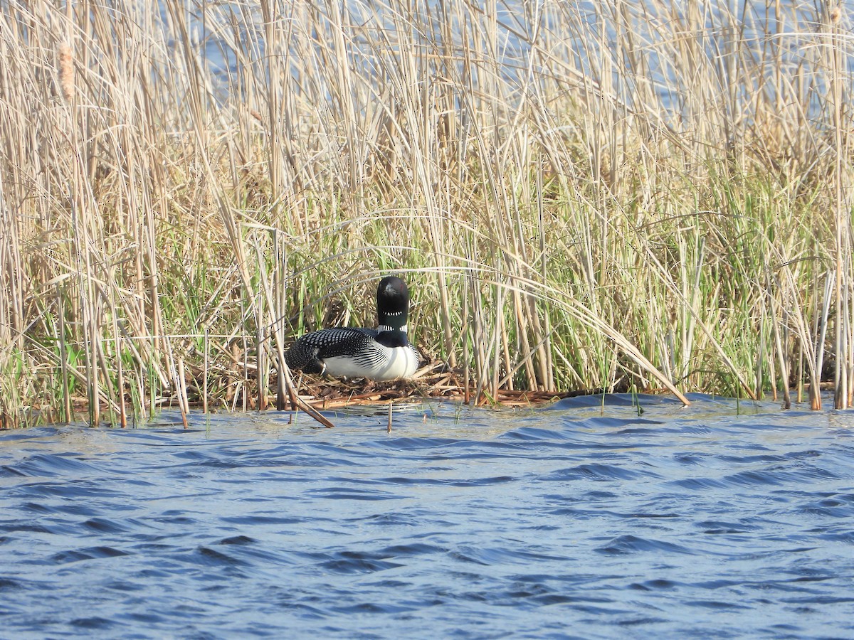 Common Loon - Marcia Suchy