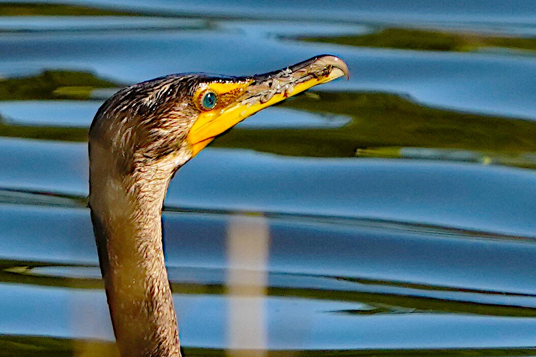 Double-crested Cormorant - James Bourne