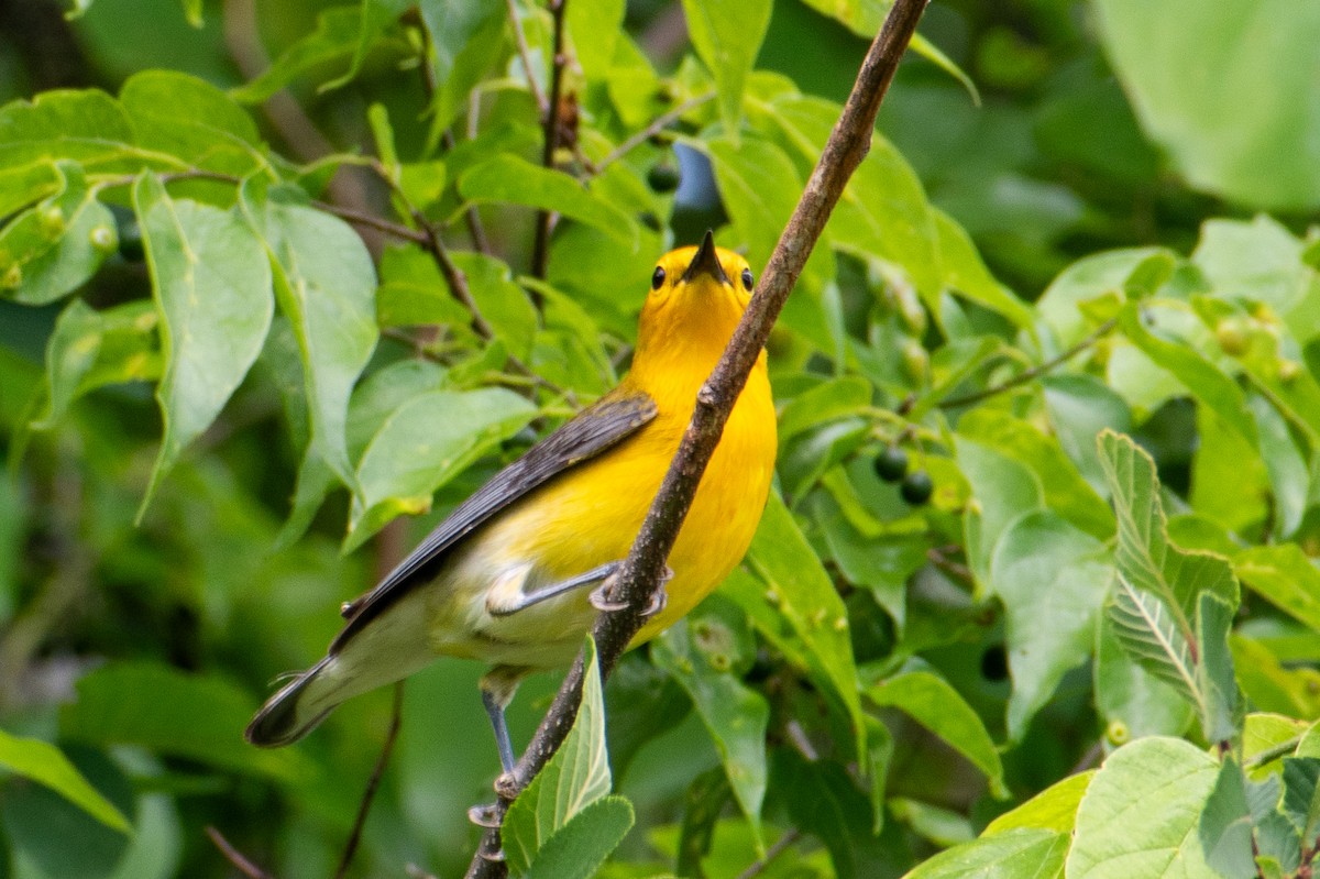 Prothonotary Warbler - Dawn S
