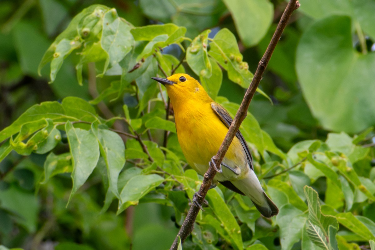 Prothonotary Warbler - Dawn S