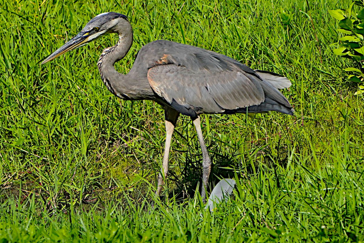 Great Blue Heron - James Bourne