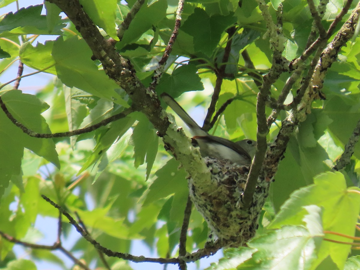 Blue-gray Gnatcatcher - JOYCE M DEPEW