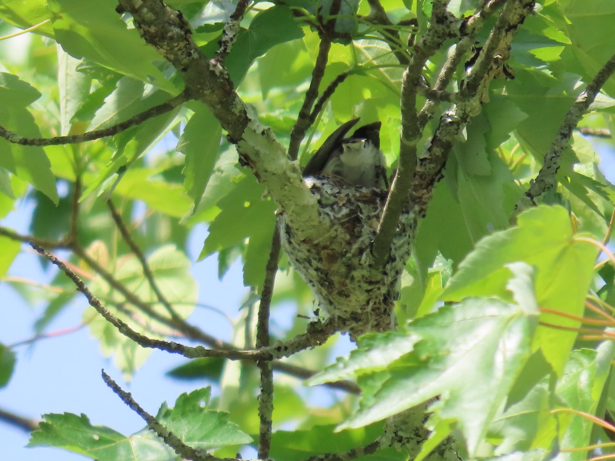 Blue-gray Gnatcatcher - JOYCE M DEPEW