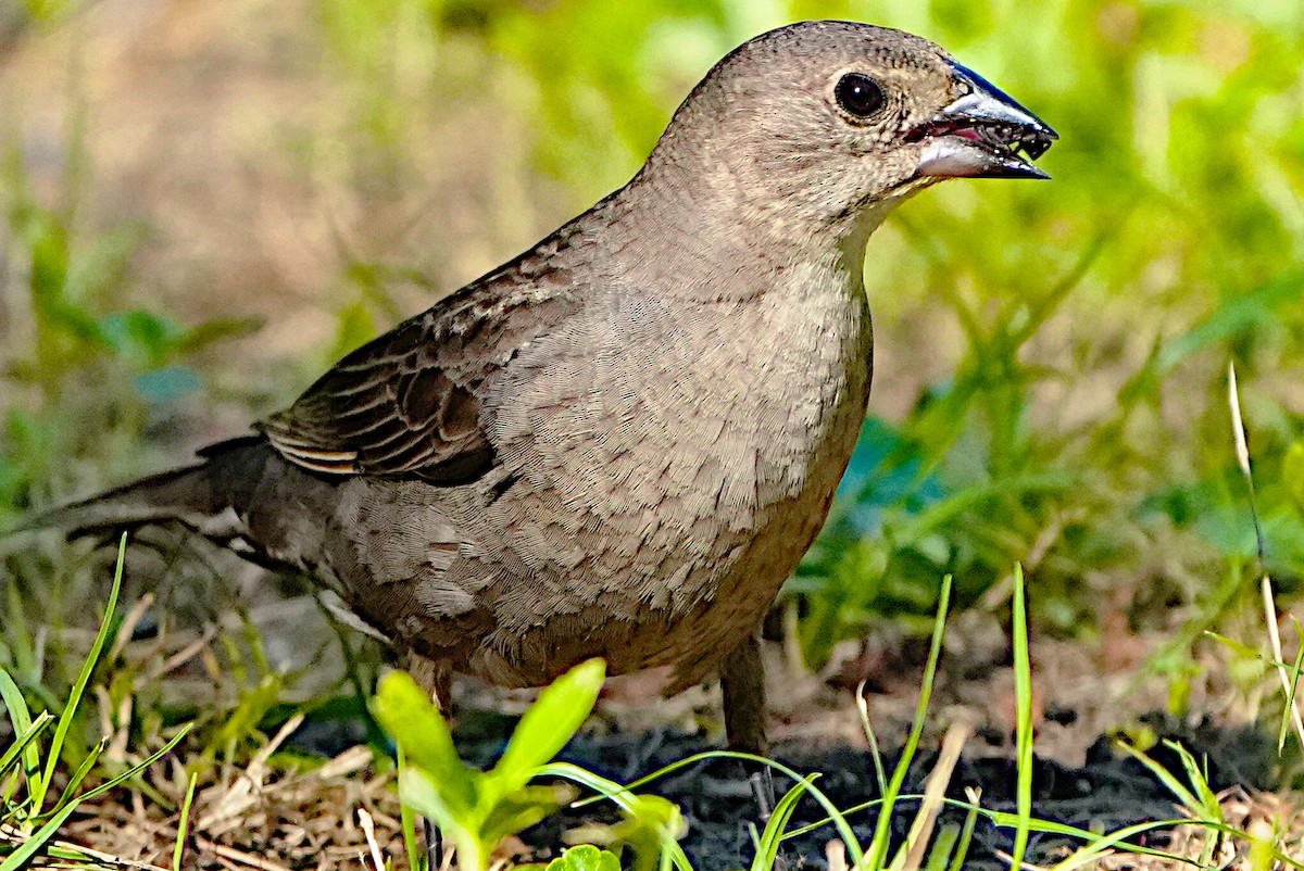 Brown-headed Cowbird - James Bourne