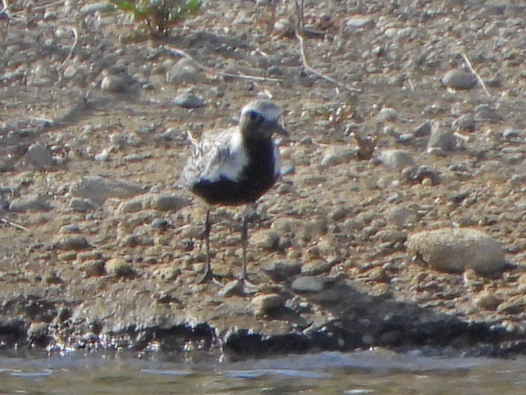 Black-bellied Plover - ML619471906