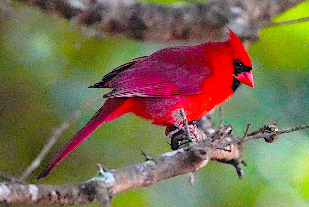 Northern Cardinal - James Bourne