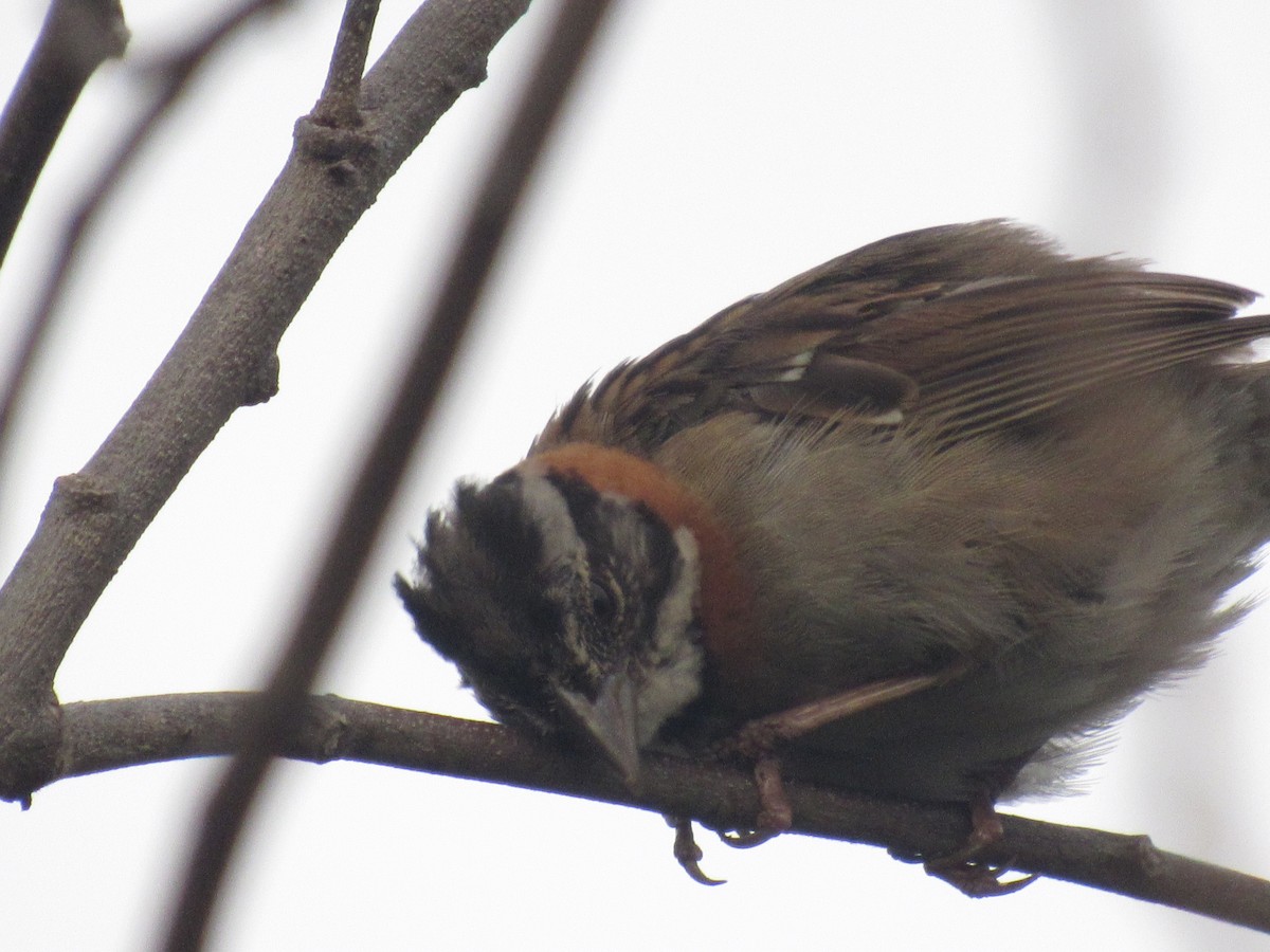 Rufous-collared Sparrow - Erika Calderón Jiménez