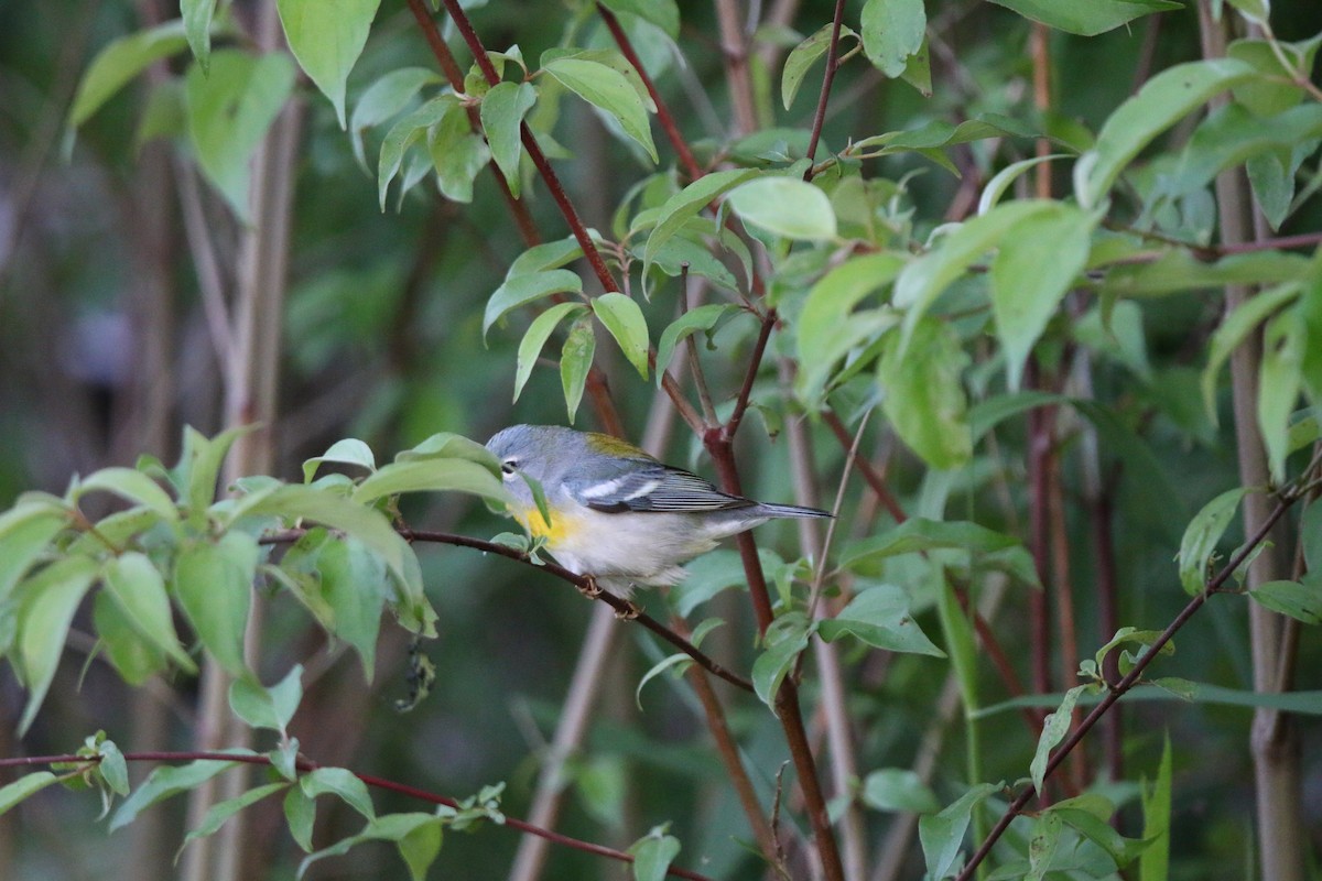 Northern Parula - Keegan Brown