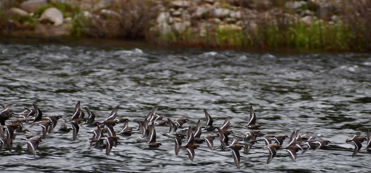 Red-necked Phalarope - ML619471935