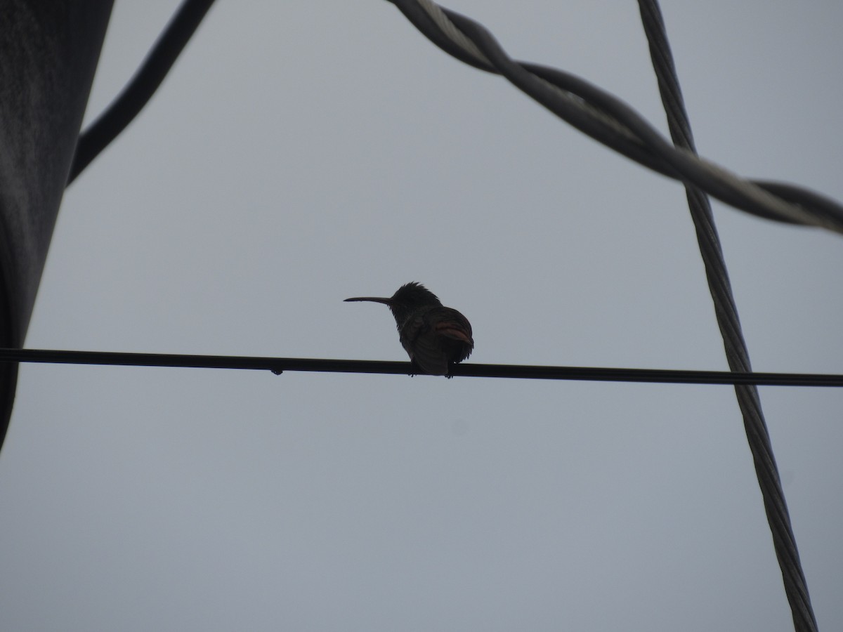 Rufous-tailed Hummingbird - Erika Calderón Jiménez