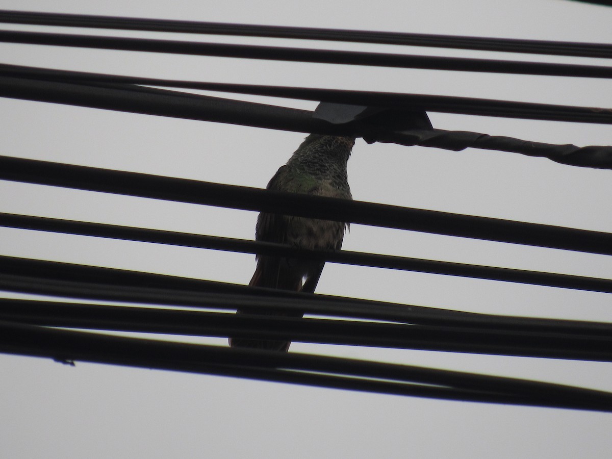 Rufous-tailed Hummingbird - Erika Calderón Jiménez