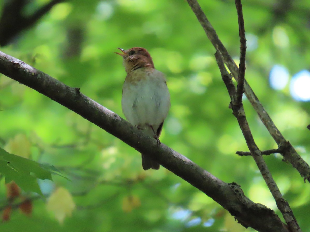 Veery - JOYCE M DEPEW