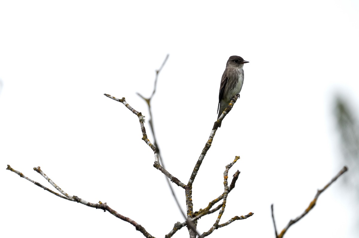 Olive-sided Flycatcher - ML619471951