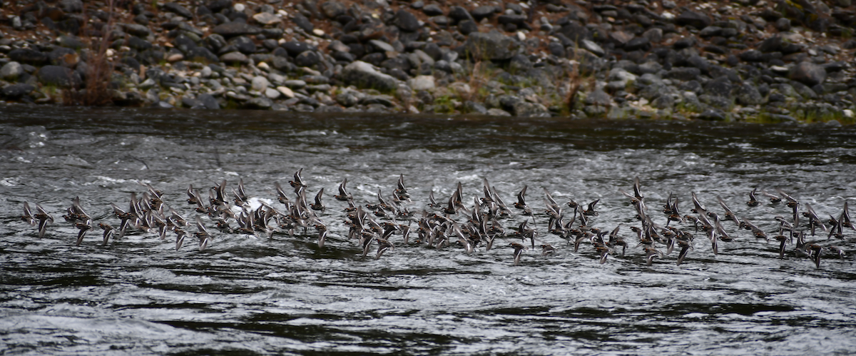 svømmesnipe - ML619471954