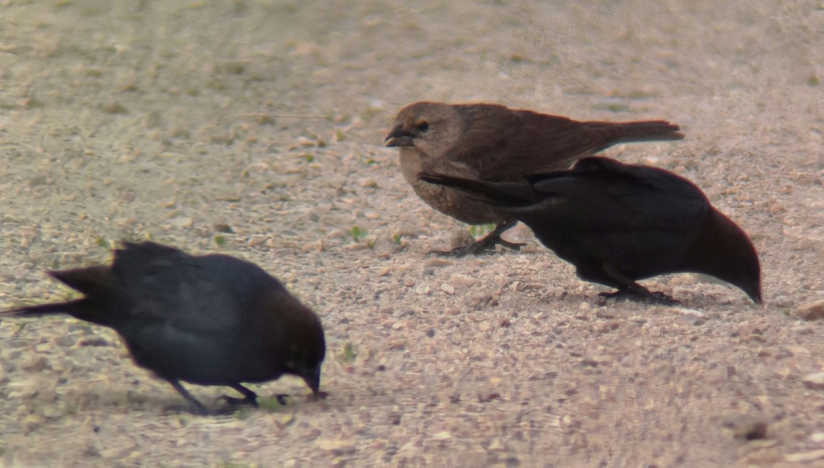 Brown-headed Cowbird - ML619471956