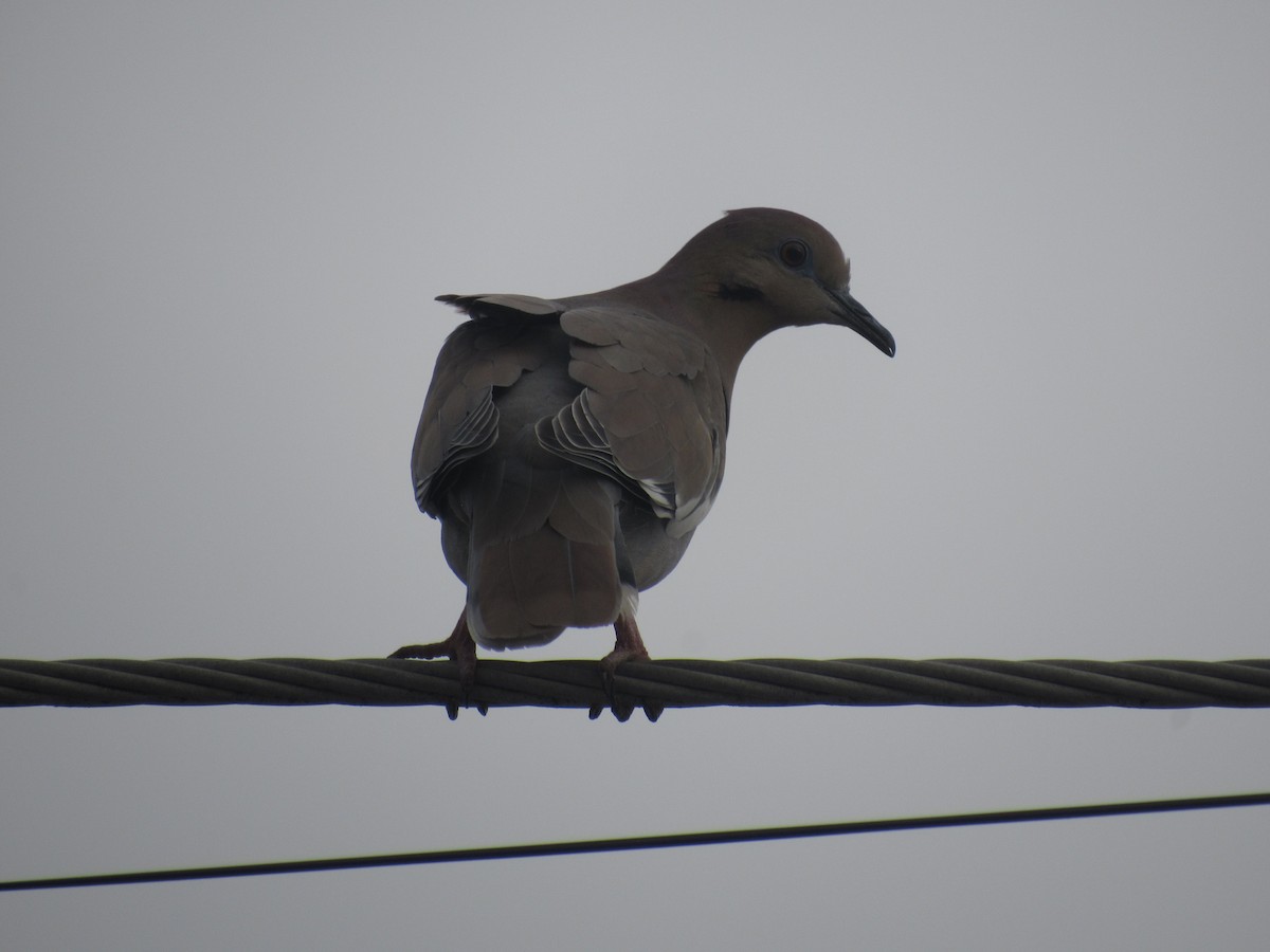 White-winged Dove - Erika Calderón Jiménez